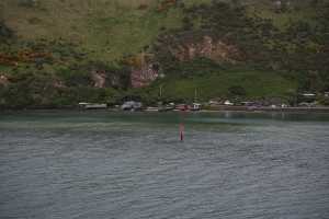 HARINGTON-POINT-DUNEDIN (25)